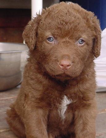 Cute Chesapeake Bay Retriever puppy with blue eyes